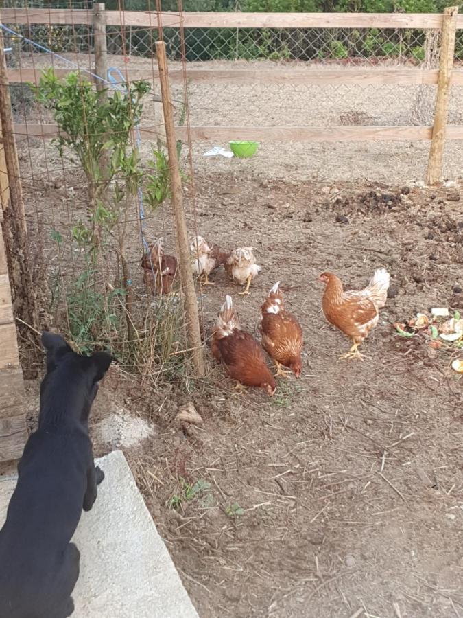 فندق Quinta Da Choupana تومار المظهر الخارجي الصورة