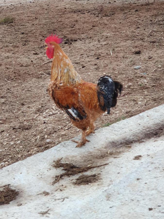 فندق Quinta Da Choupana تومار المظهر الخارجي الصورة